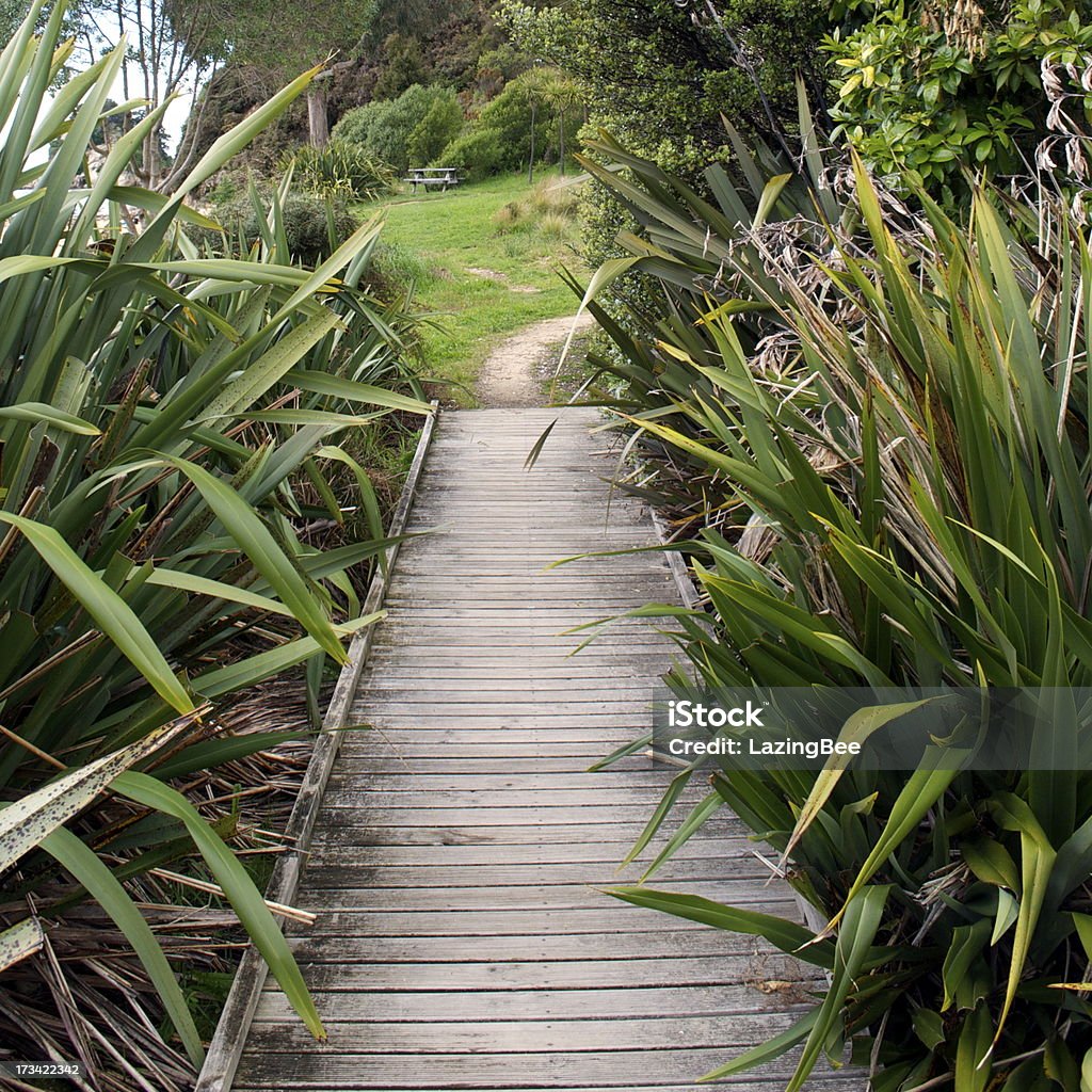 Passeggiata attraverso Harakeke lino (Nuova Zelanda) - Foto stock royalty-free di Colore verde