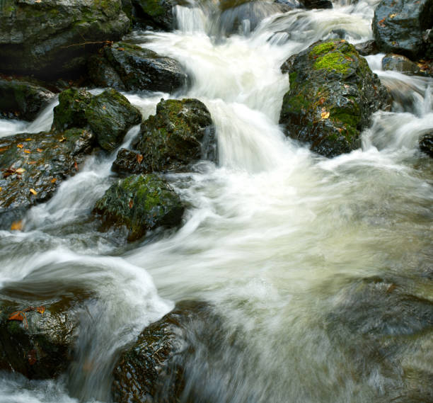 moss valley