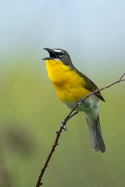 istock Yellow-breasted Chat, Cherokee Prairie, Arkansas 1734232989