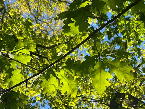 Horizontal closeup photo of the early morning sun shining through new green leaves on the branches of Oak trees in a grove near Armidale, New England high country, NSW
