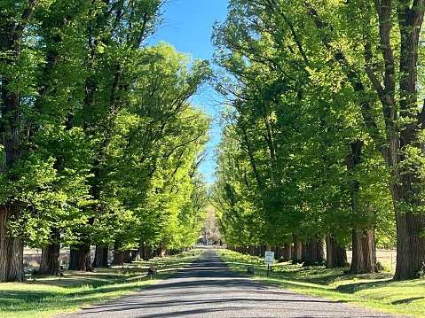 Horizontal landscape photo of leafy green Elm trees lining either side of a single lane asphalt road in the countryside near Armidale, New England high country, NSW, in Spring.