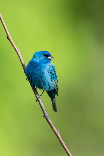 This beautiful Indigo Bunting was photographed at the Sequoyah National Wildlife Refuge in Oklahoma.