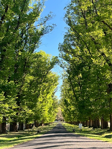 Very landscape photo of leafy green Elm trees lining either side of a single lane asphalt road in the countryside near Armidale, New England high country, NSW, in Spring.