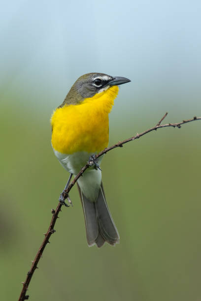 istock Yellow-breasted Chat, Cherokee Prairie, Arkansas 1734235146