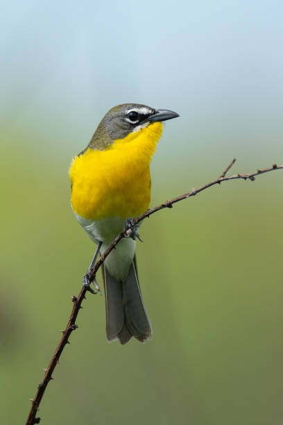 istock Yellow-breasted Chat, Cherokee Prairie, Arkansas 1734236265