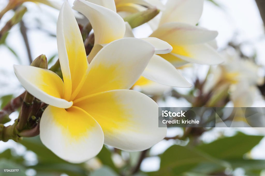 Frangipani - Foto stock royalty-free di Albero