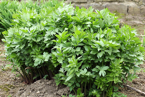 lovage lovage close-up lovage stock pictures, royalty-free photos & images