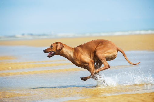 Happy dog rhodesian ridgeback running with splashes at the beach see