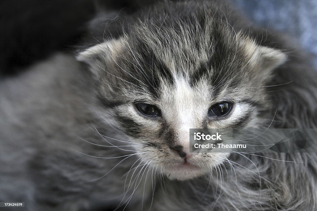 Filhote de gato - Foto de stock de Animal royalty-free