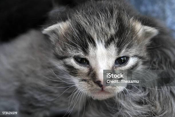 Foto de Filhote De Gato e mais fotos de stock de Animal - Animal, Animal recém-nascido, Beleza natural - Natureza