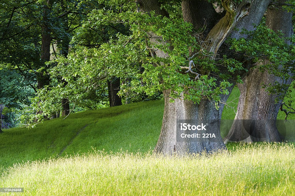 Paisagem inglês: Árvores de carvalho de Verão - Royalty-free Ajardinado Foto de stock