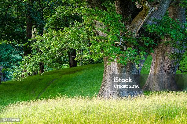 Paisagem Inglês Árvores De Carvalho De Verão - Fotografias de stock e mais imagens de Ajardinado - Ajardinado, Antigo, Ao Ar Livre