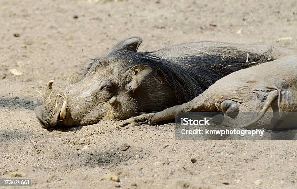 Photo libre de droit de Warthogs banque d'images et plus d'images libres de droit de Afrique - Afrique, Animal mâle, Animaux à l'état sauvage