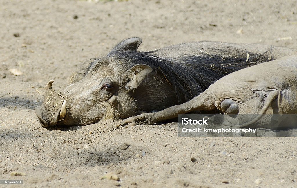 Warthogs - 로열티 프리 누워있기 스톡 사진