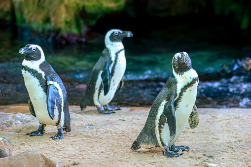 Penguins in an oceanarium on an artificial enclosure. Marine animals in captivity.