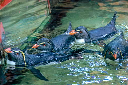 Cape Town, South Africa - Rockhopper Penguins in the water. They are found on the shorelines of South Africa.