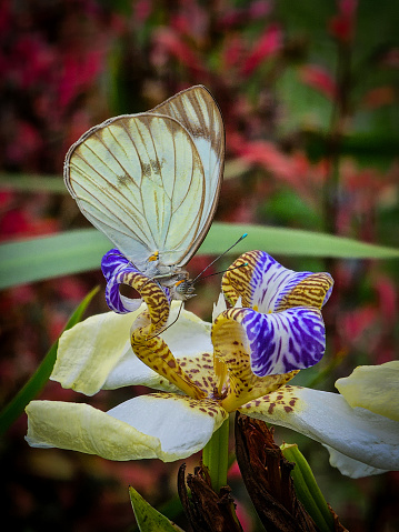 Trimezia northiana, synonym Neomarica northiana, also known as North's false flag or walking iris, is a flowering plant, native to Brazil. The Pieridae are a large family of butterflies with about 76 genera containing about 1,100 species.