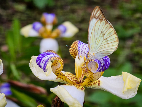 Trimezia northiana, synonym Neomarica northiana, also known as North's false flag or walking iris, is a flowering plant, native to Brazil. The Pieridae are a large family of butterflies with about 76 genera containing about 1,100 species.