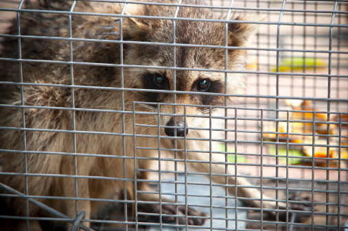 Trapped raccoon in a cage