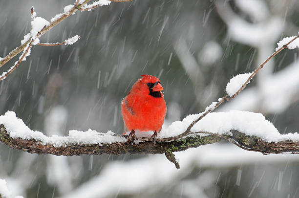 istock Northern cardinal in snow storm 173426760