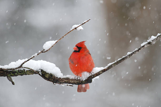 istock Northern cardinal in snow storm 173426766