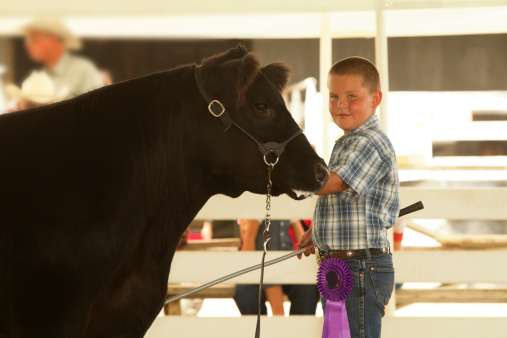 Child showing a steer at a 4-H show during the County Fair. 