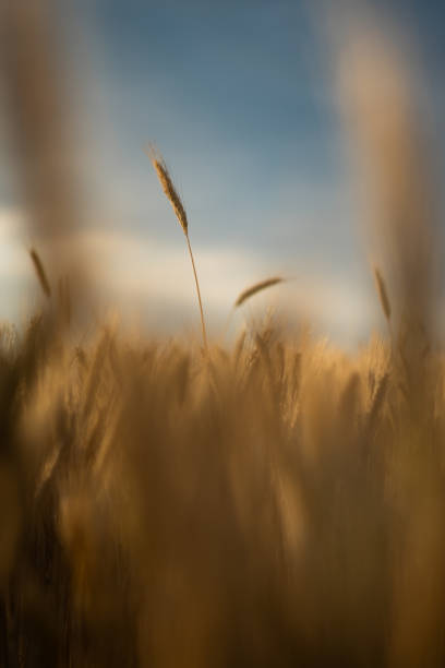 istock Sunrise with a harvest landscape 1734272777