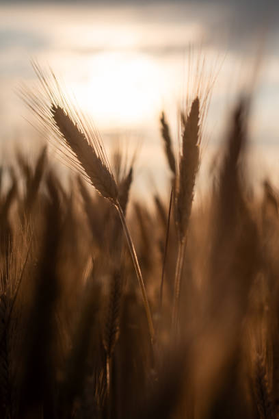 istock Sunrise with a harvest landscape 1734272785