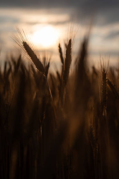 istock Sunrise with a harvest landscape 1734272795