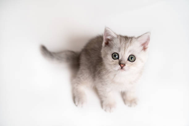 istock white and gray kitten on a white background, isolated, top view 1734278712