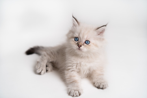 white beige with blue eyes kitten on a white background, isolated, top view