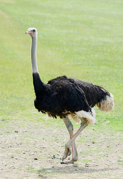 autruche - ostrich solitude loneliness walking photos et images de collection