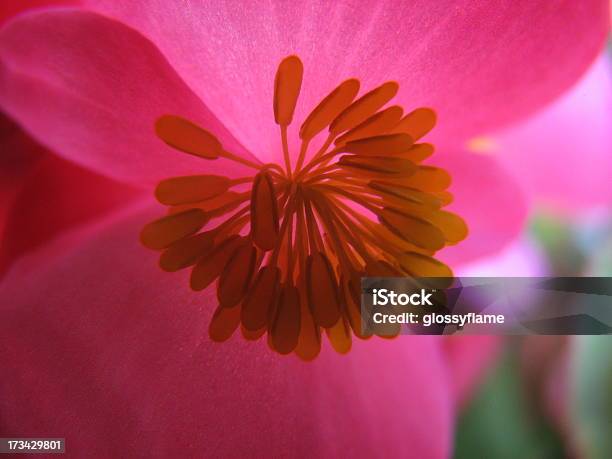 Impotent Flower Stock Photo - Download Image Now - Abstract, Adult, Allergy