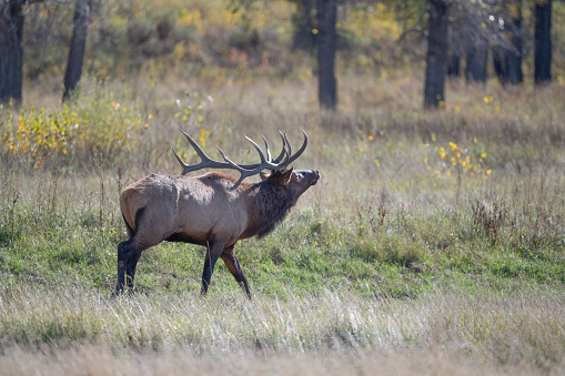 istock Bull elk bugling (calling) elk cows in northern Montana in western USA of North America 1734299003