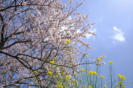 Scenery of rape blossoms and cherry blossom trees looking up