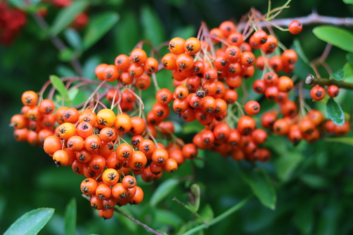 Close up of bright orange pyracantha or firethorn berries