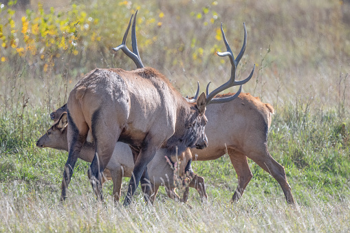 istock Bull elk bugling and herding elk cows in northern Montana in western USA of North America 1734320214