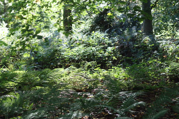 luz do sol brilhando através da folhagem densa da floresta no verão - glade light dappled tree - fotografias e filmes do acervo