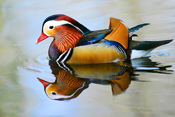 istock Male mandarin duck on the water 173433695