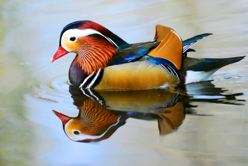 Closeup male mandarin duck (Aix galericulata) swimming, viewed of profile, with a large reflection in the water