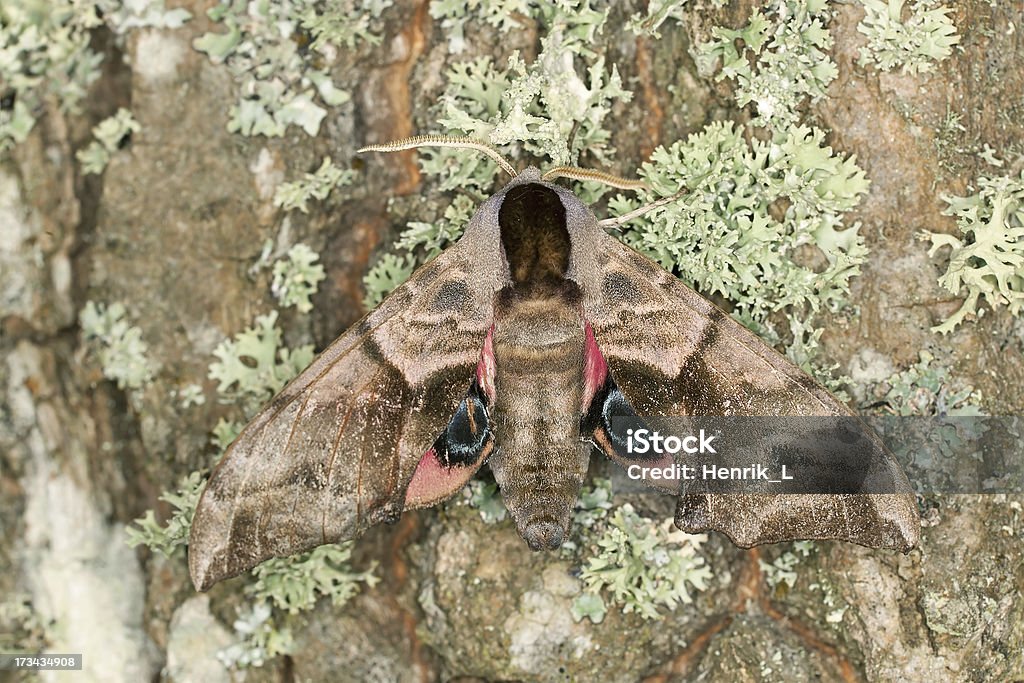 Eyed Hawk-Moth, Smerinthus ocellatus on oak, macro photo Eyed Hawk-Moth, Smerinthus ocellatus on oak, macro photo  Smerinthus ocellatus Stock Photo