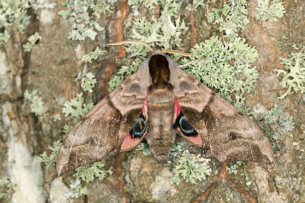 Eyed Hawk-Moth, Smerinthus ocellatus on oak, macro photo Eyed Hawk-Moth, Smerinthus ocellatus on oak, macro photo  smerinthus ocellatus stock pictures, royalty-free photos & images