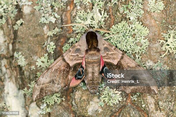 Eyed Hawkmoth Smerinthus Ocellatus On Oak Macro Photo Stock Photo - Download Image Now