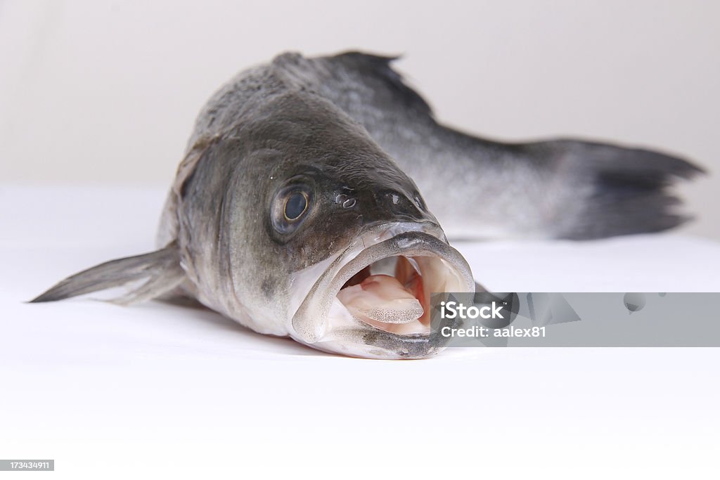 Fresh fish with open mouth Crude cleaned fresh fish, isolated on white, ready for cooking or other kind of food preparation Largemouth Bass Stock Photo