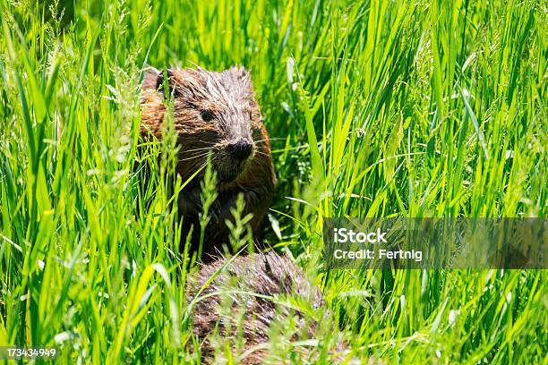 Do Canadá Castor Da América Do Norte De Castor Canadensis - Fotografias de stock e mais imagens de Animal