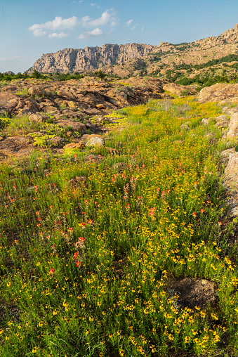 These wildflowers were photographed near Treasure Lake in the Wichita Mountains of Oklahoma. Elk Mountain is in the background.