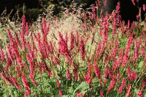 Masses of red persicaria flower spikes in a garden