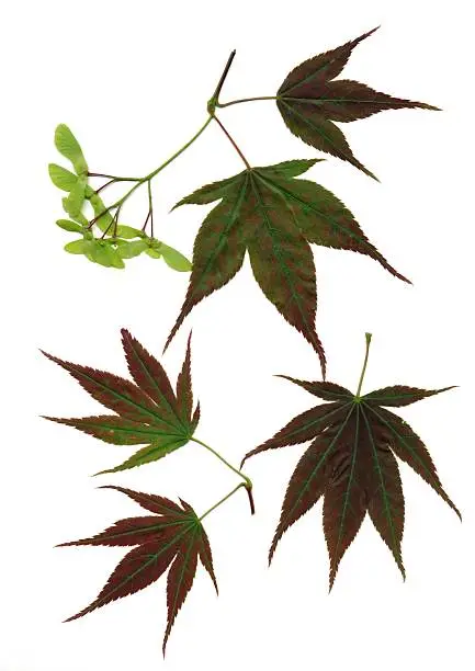 maple-tree leaves and seeds