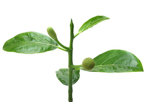 istock Baby jackfruits with leaves 173436448