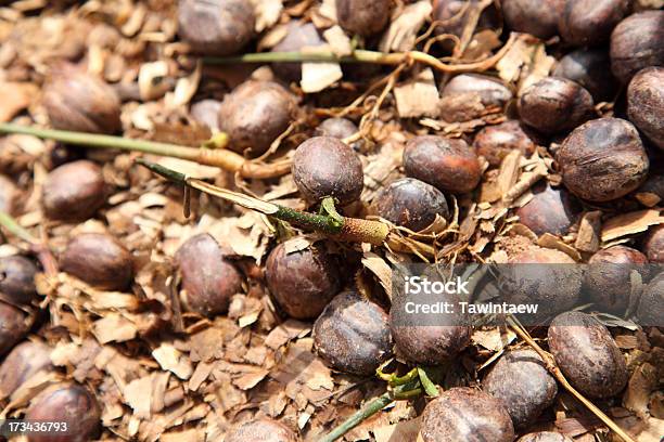 고무 Seed 시드 0명에 대한 스톡 사진 및 기타 이미지 - 0명, 갈색, 나무